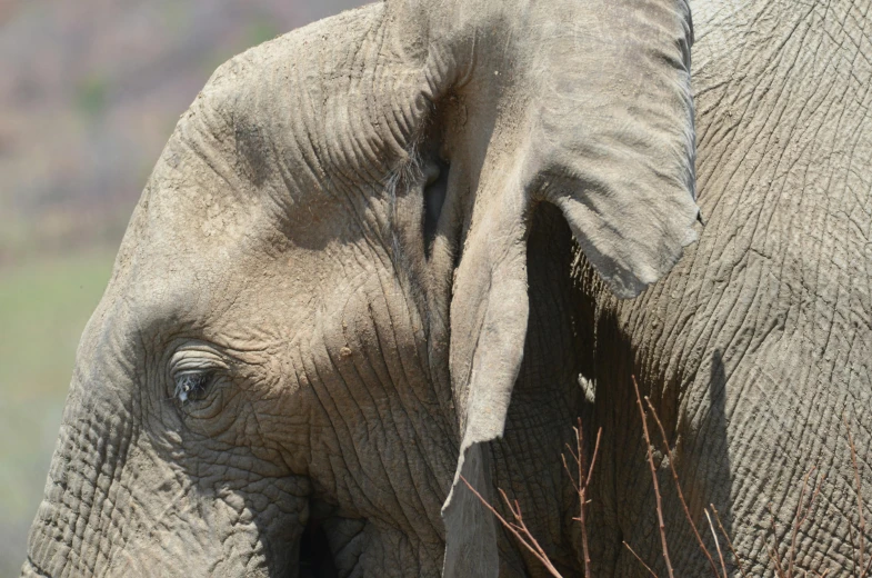 a closeup picture of the eye and ears of an elephant