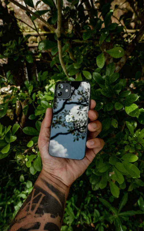 a hand holding a phone with a tree po on it