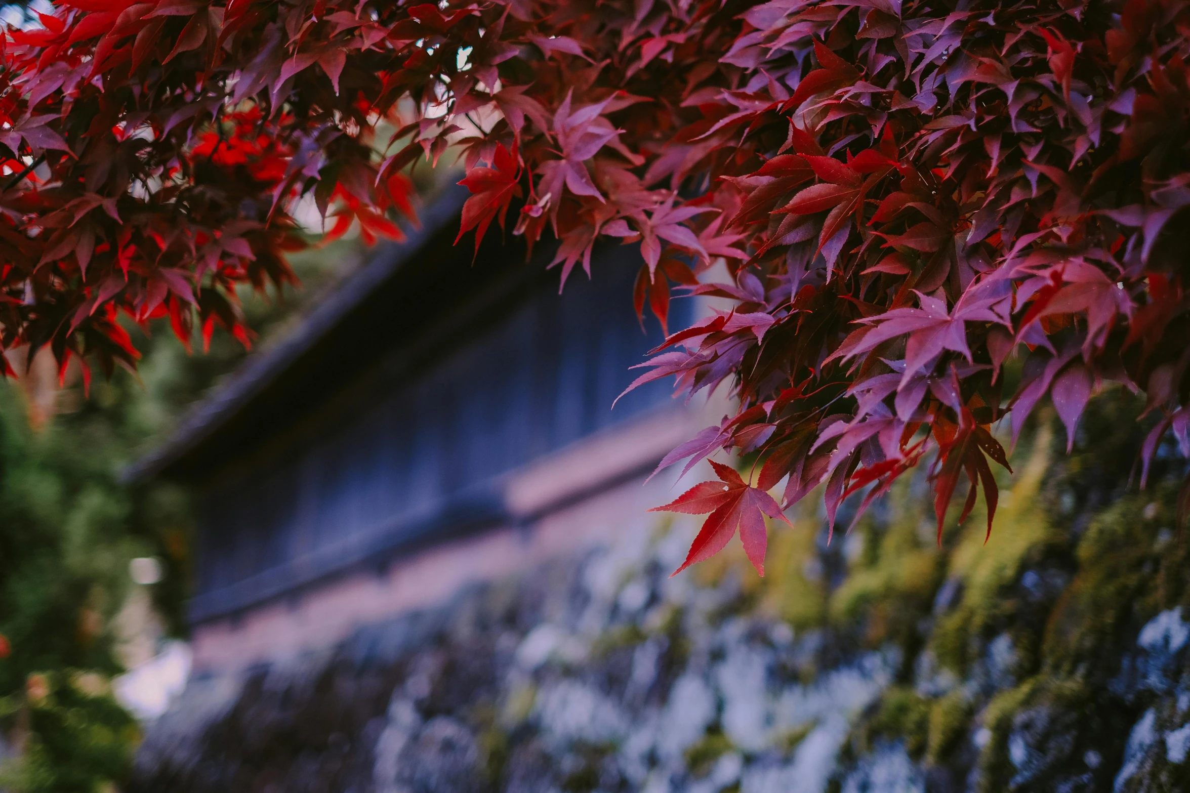 red leaves hang from the tree outside of a building