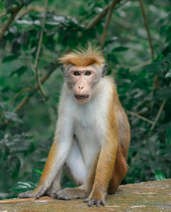 a monkey standing on a piece of wood