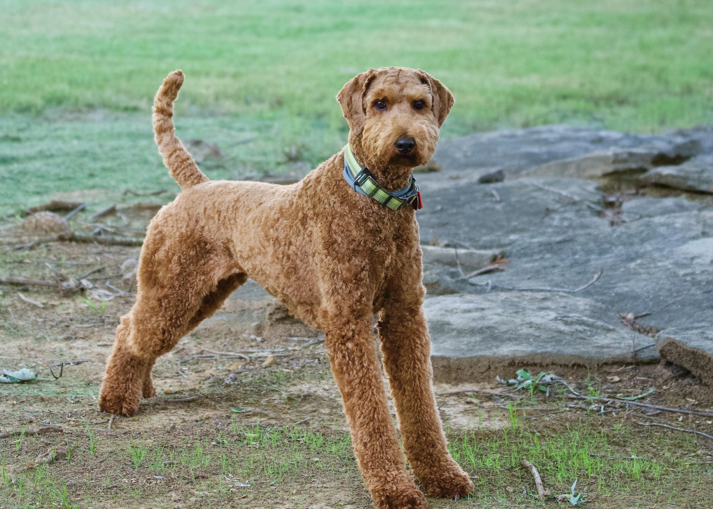 a small brown dog standing in a field