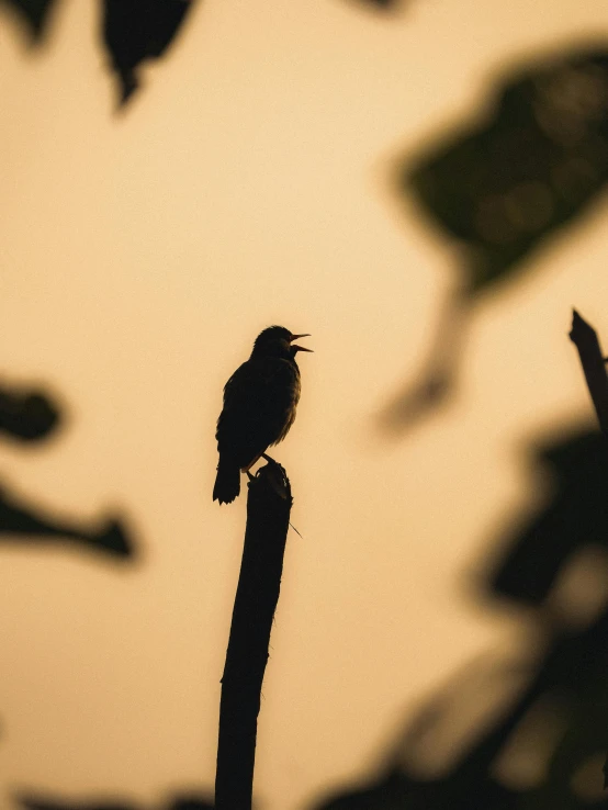 small bird perched on top of a wooden stick