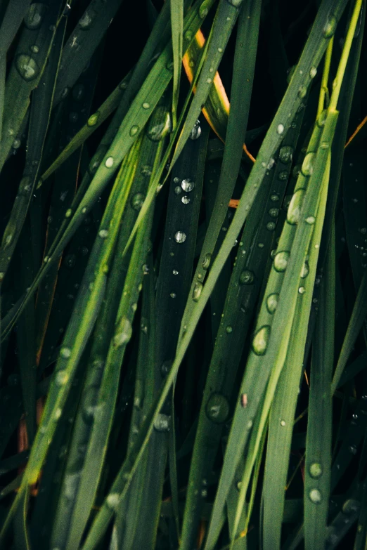 a few green leaves with water droplets on them