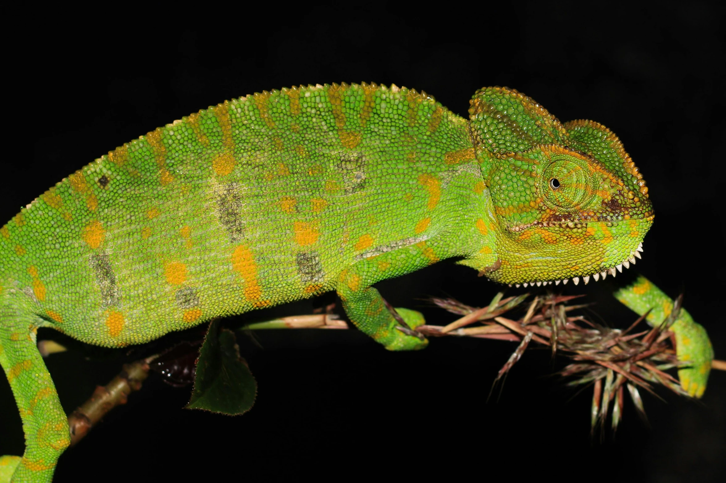 a green and yellow chamelon sitting on top of a small nch