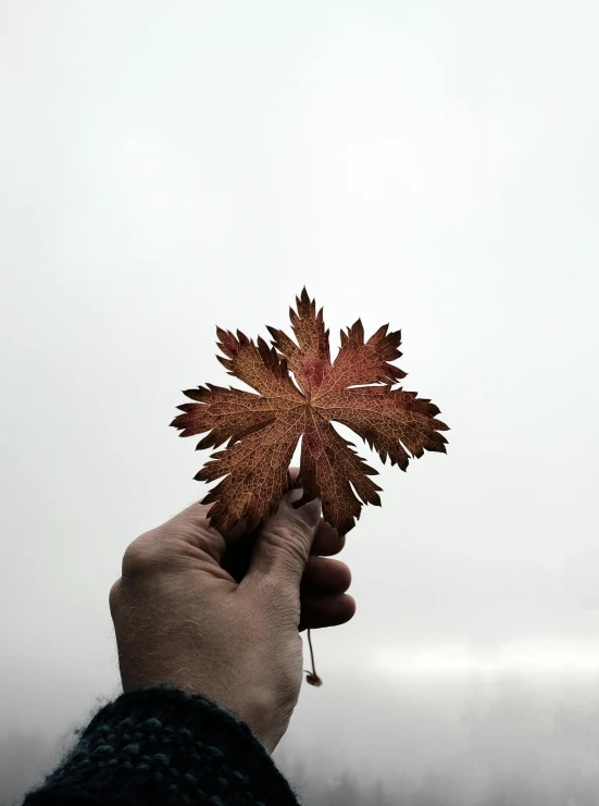 the person is holding a leaf in his hand