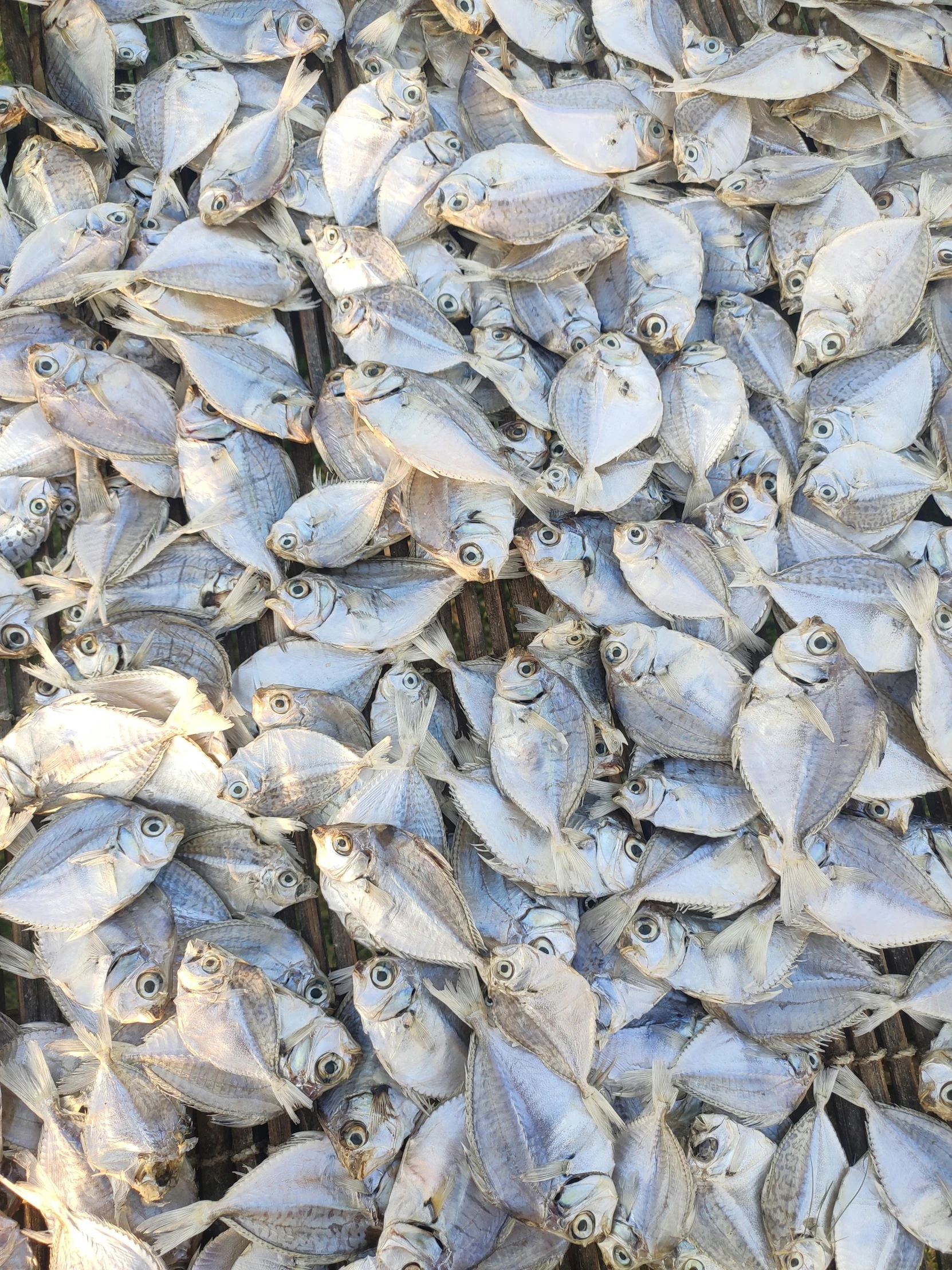 an image of dead fish in the sea