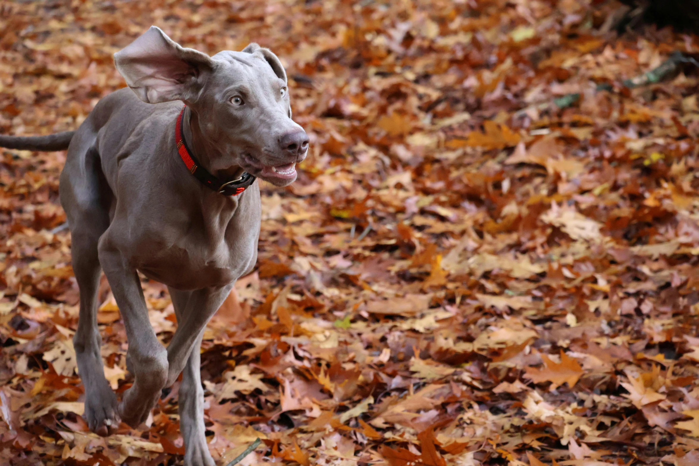 a gray dog is on leaves on the ground