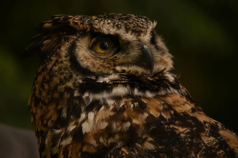 an owl that is sitting down staring at soing