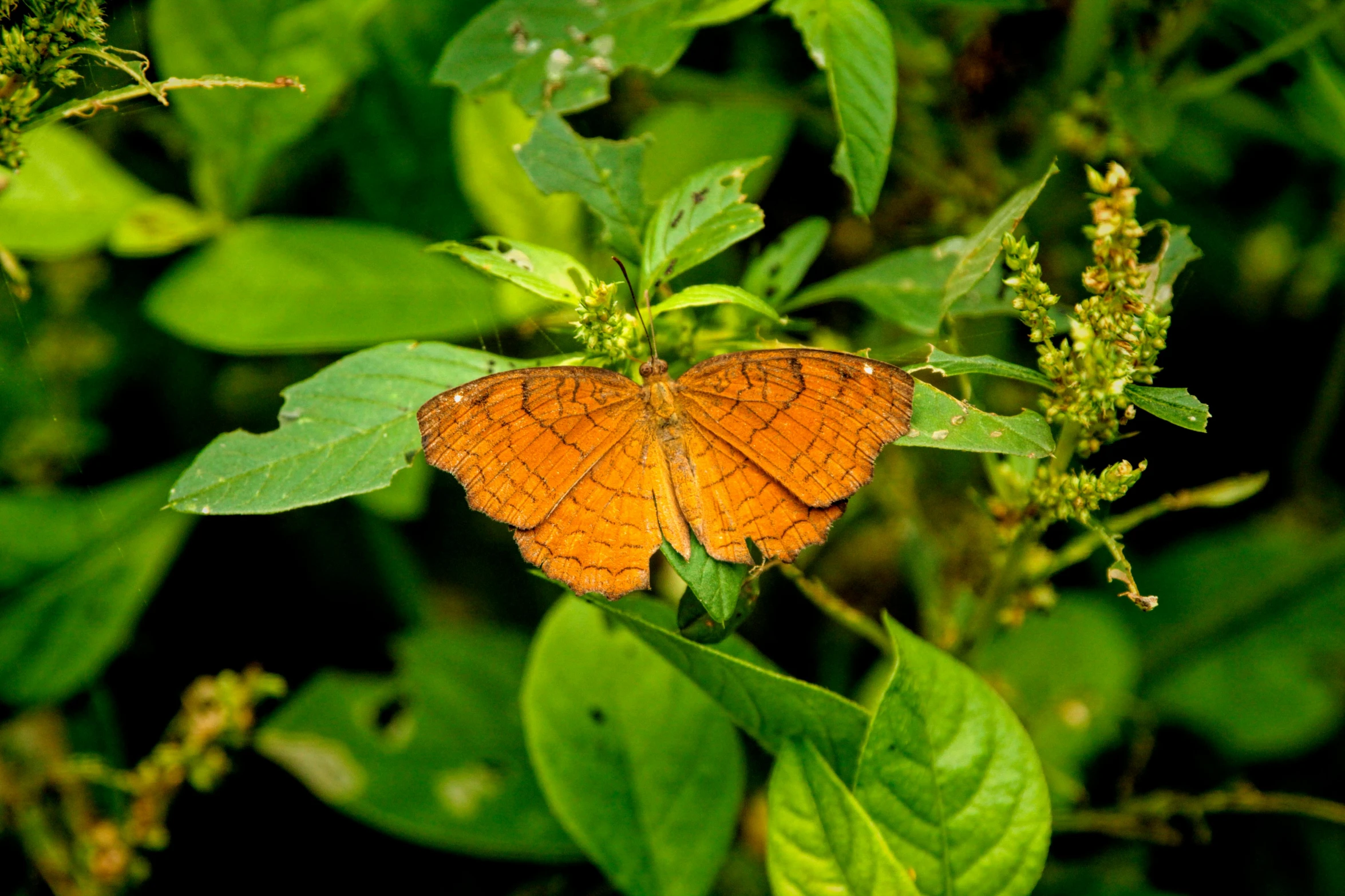 a erfly perched on top of a leaf