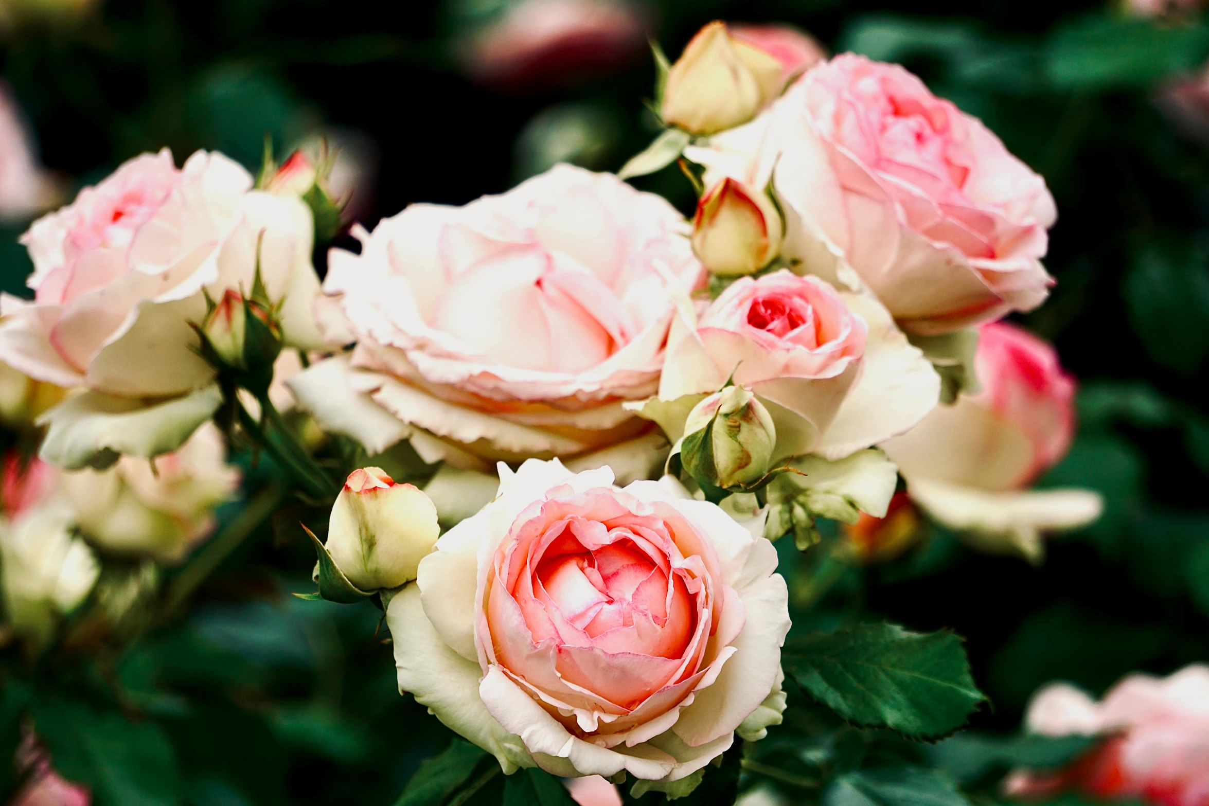 a bouquet of pink roses growing outside