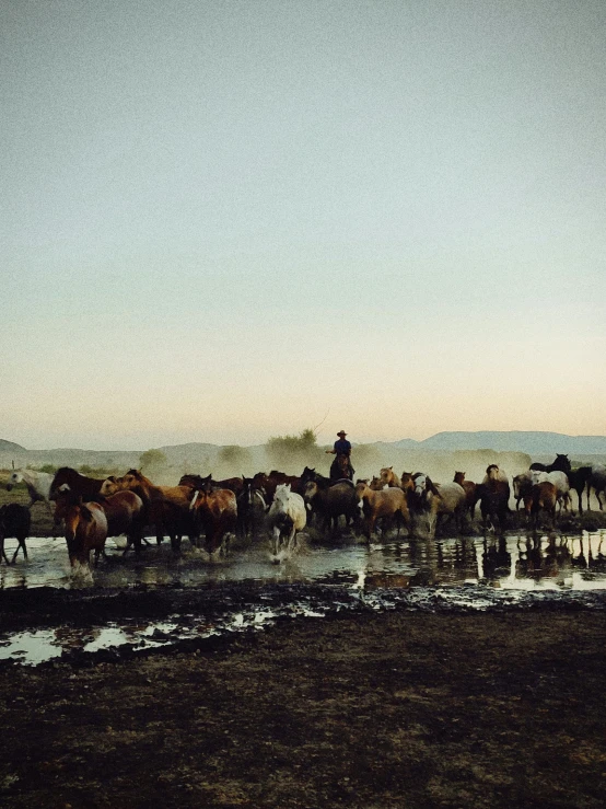 horses that are standing in the water and people riding them