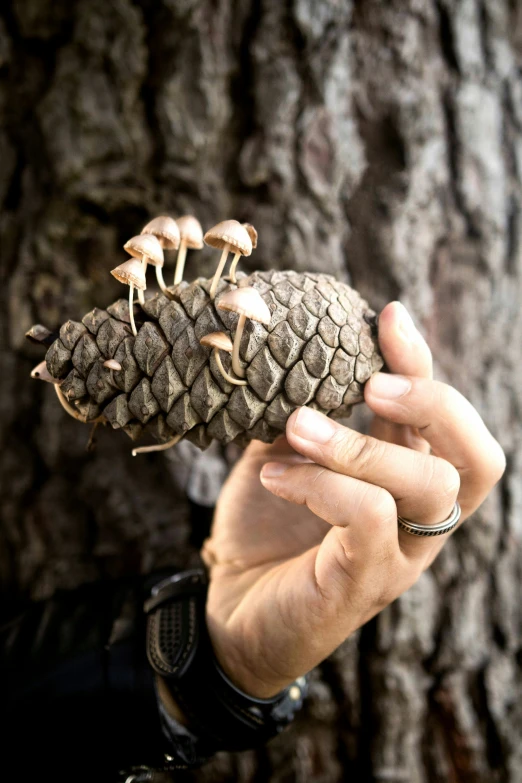 the person is holding up the very large pine cone