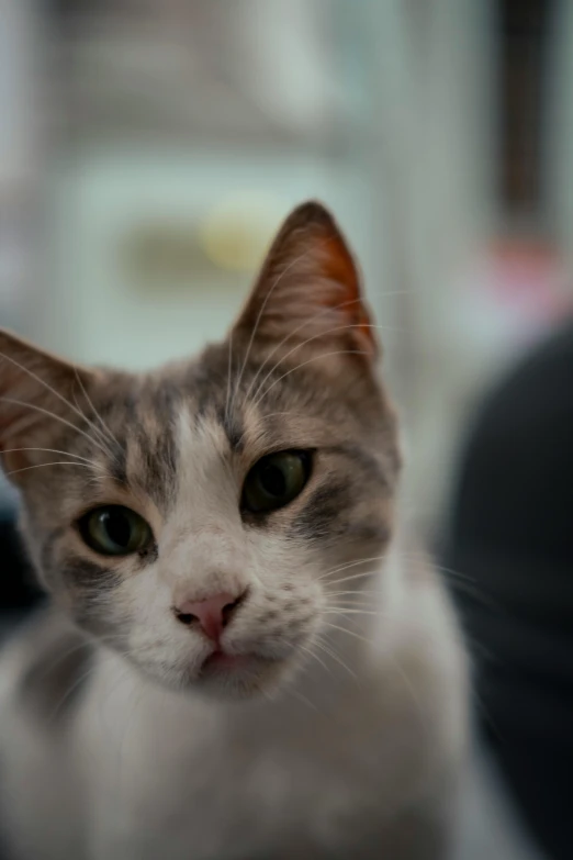 a cat laying down looking into the camera