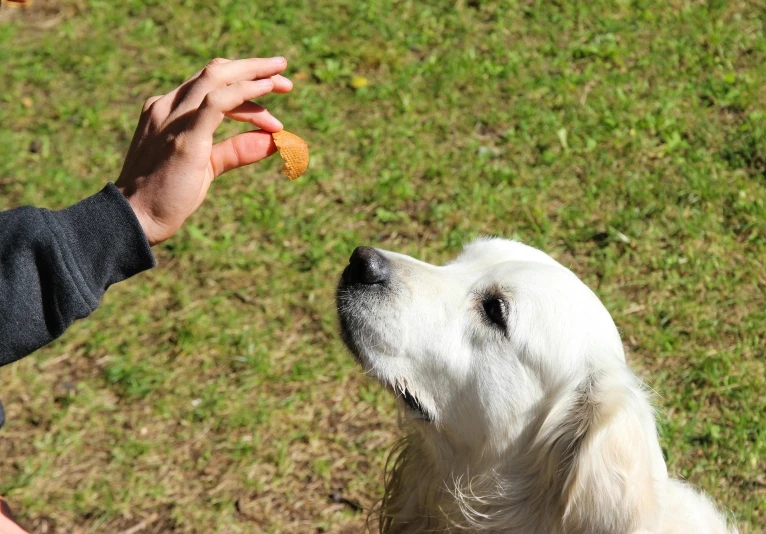 a woman feeding a dog some carrots