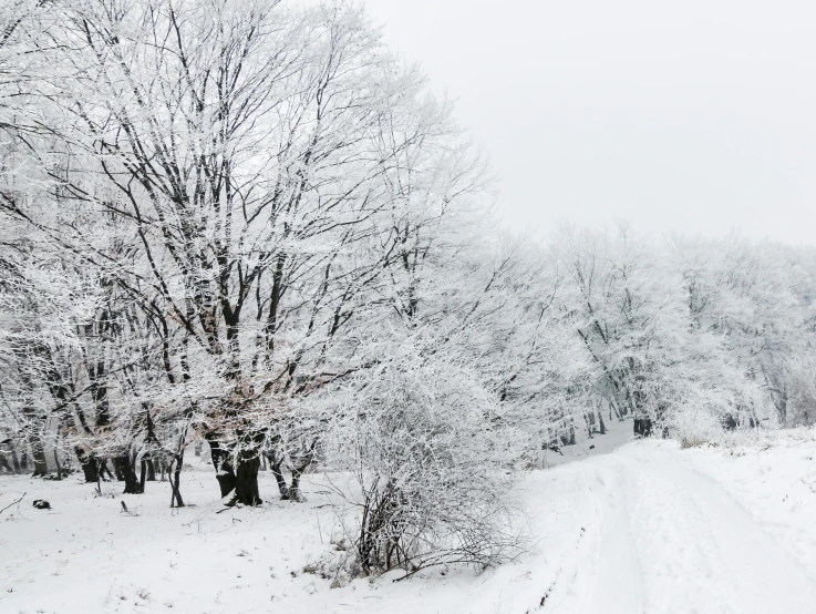 the road goes through the snow, it's very thick