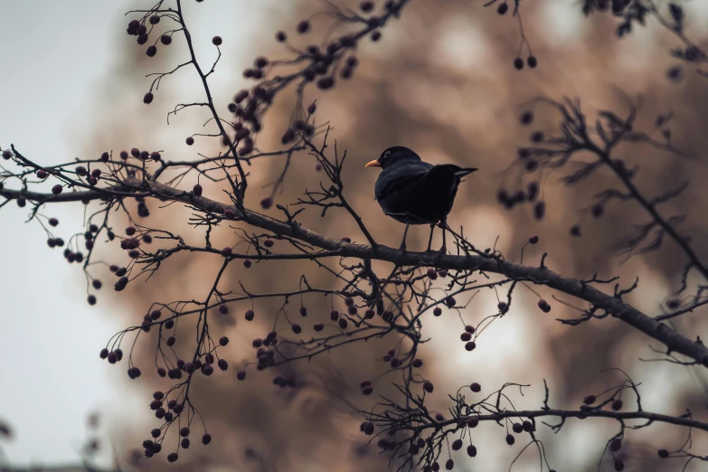 a bird sitting on the nch of a cherry tree