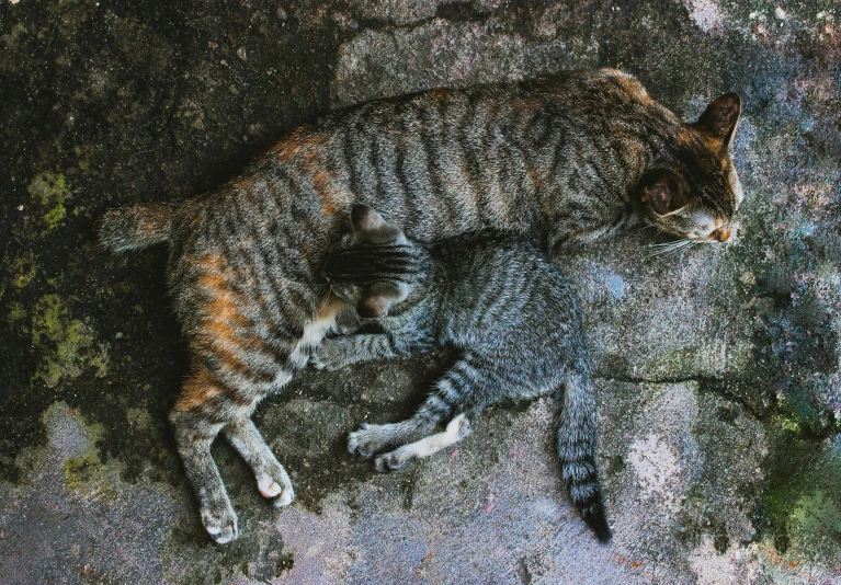 the large cat is laying on a cement floor