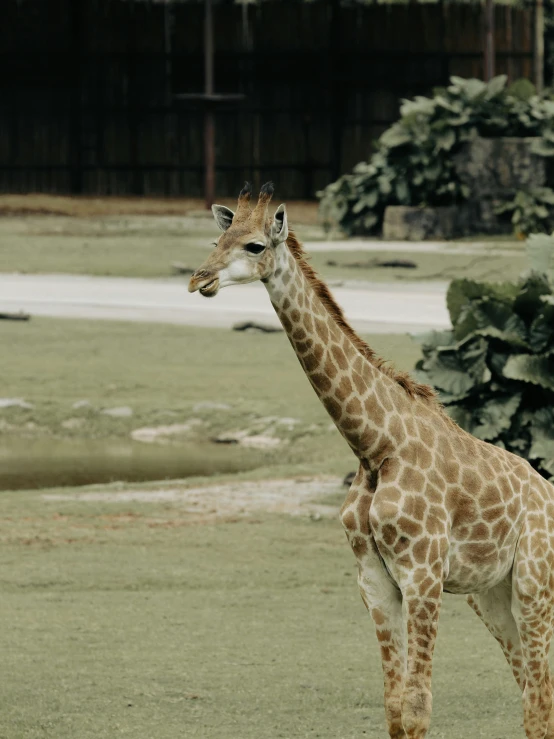 a giraffe stands in an open field near trees