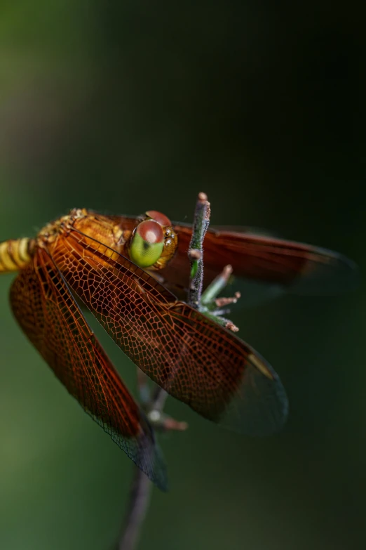 a yellow dragon flys off of a twig