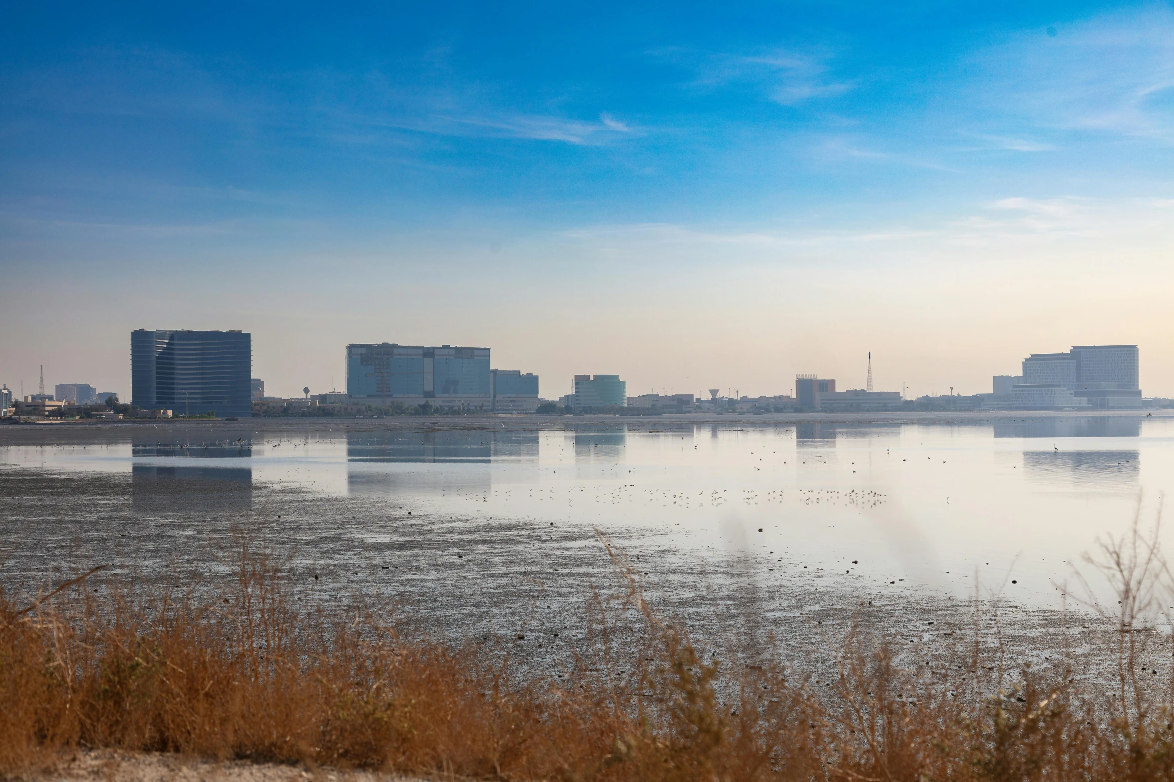 the city is across the water and some birds are swimming