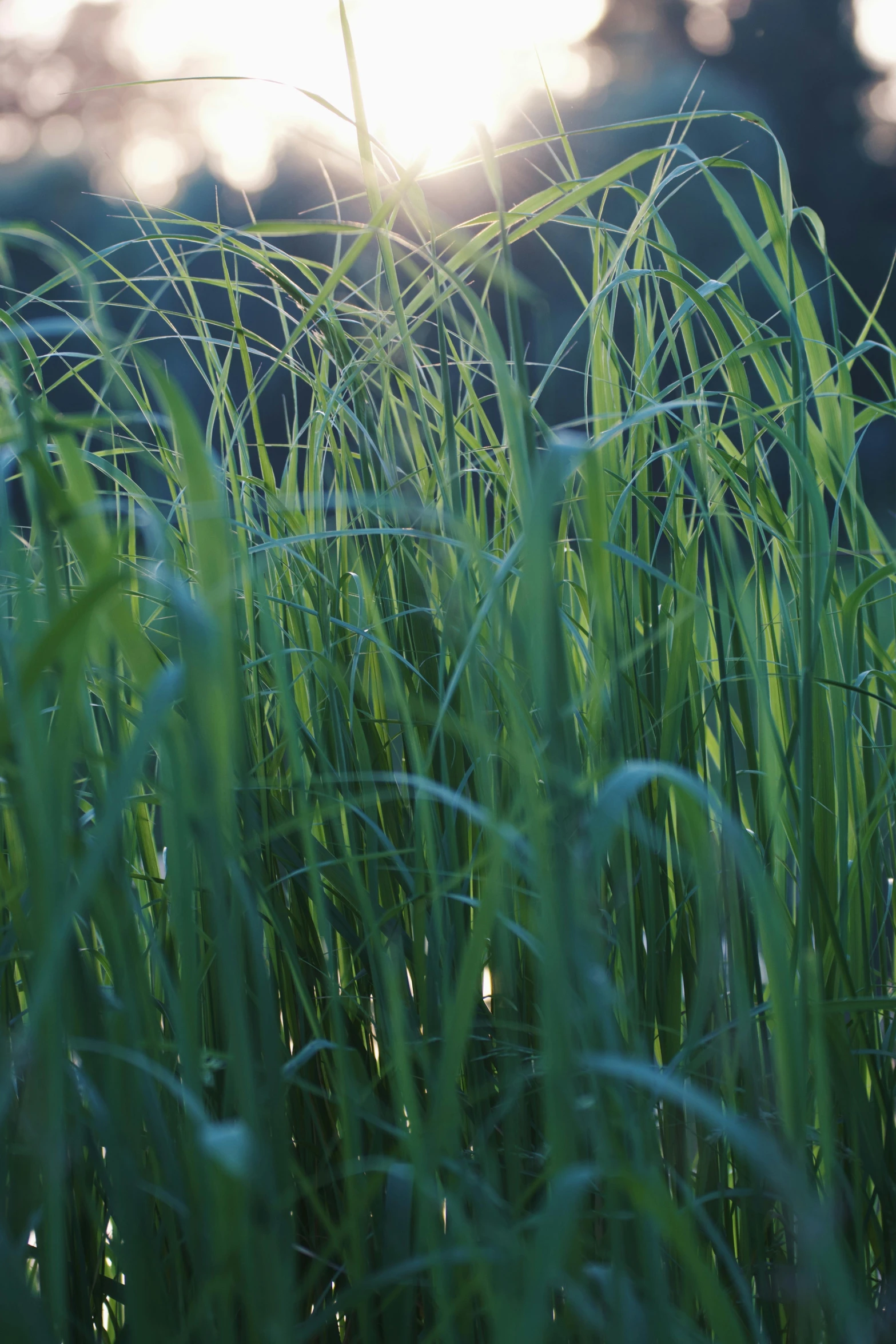 a view of some tall grass from the sun