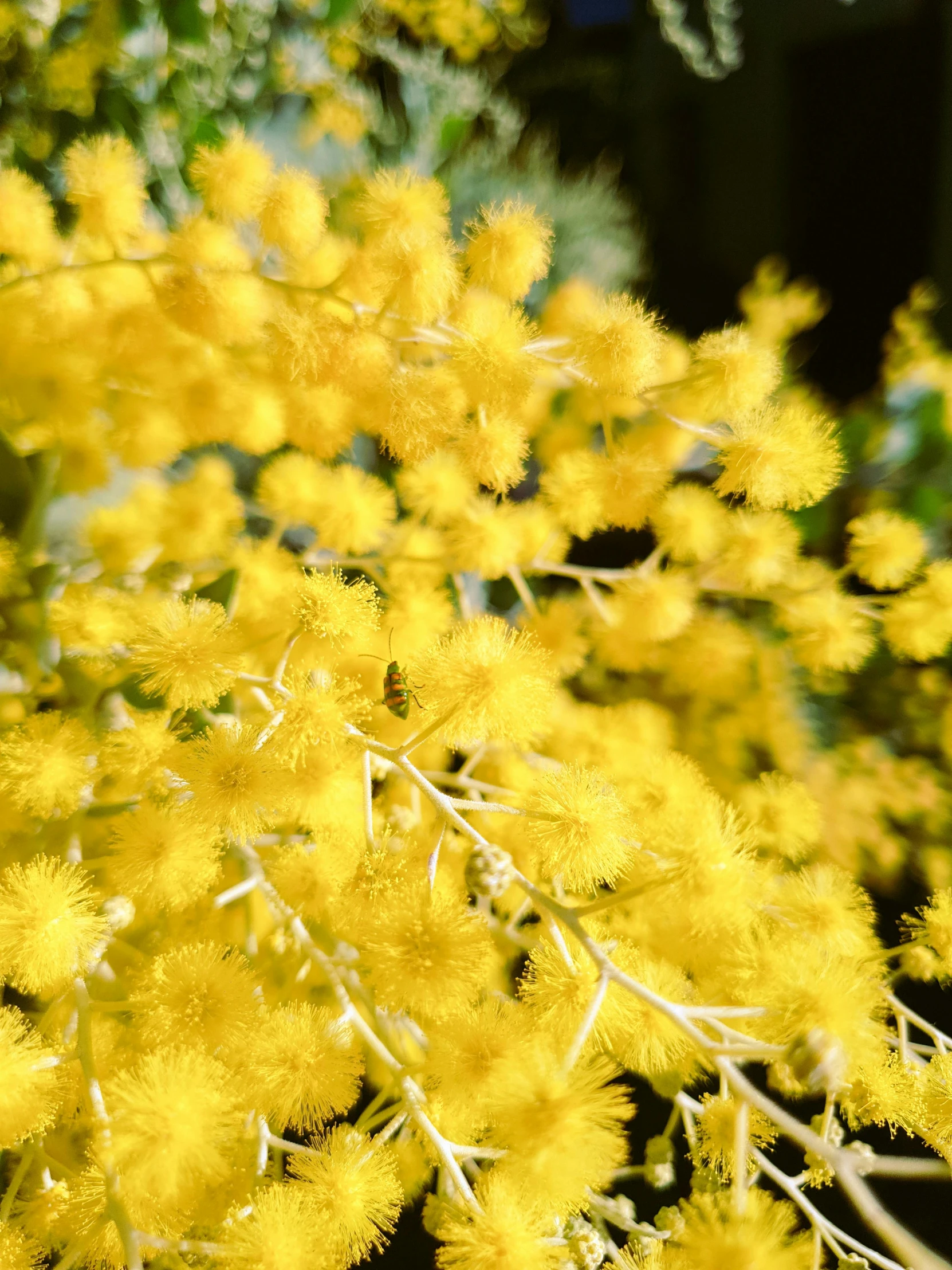 yellow tree flowers that are near one another