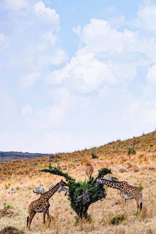 giraffes and zes reach out to eat from a tree