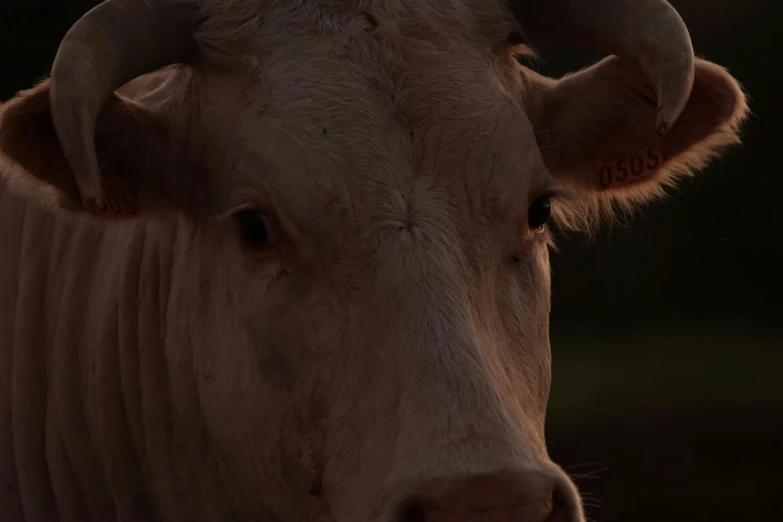 a cow has it's ear tag tagged with the name of the cattle