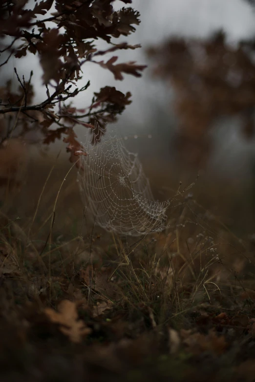 a close up view of water drops on the web