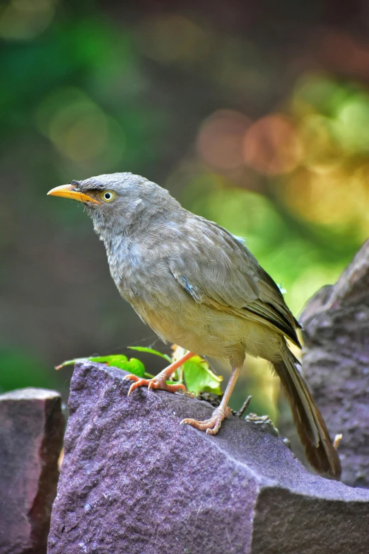 a bird sits on top of a rock