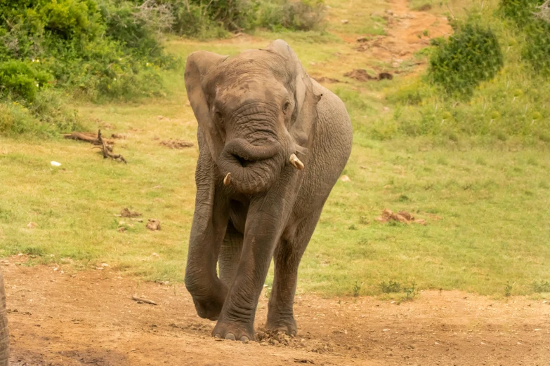 an elephant standing on the dirt near green bushes