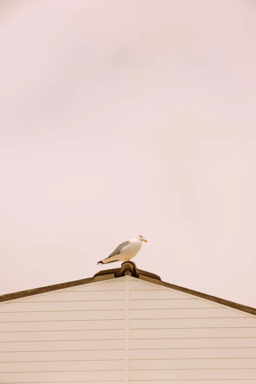 a seagull sits atop the roof of a building