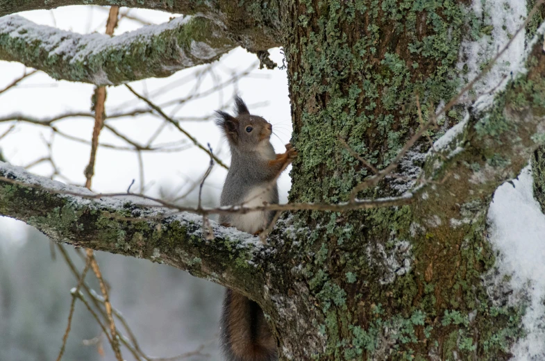 squirrel sitting in the nches of a tree covered with snow