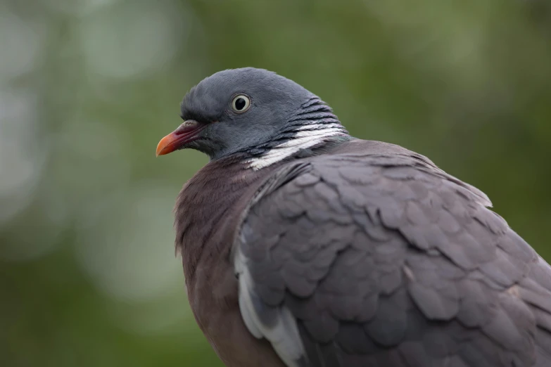 a bird that is sitting next to a leaf