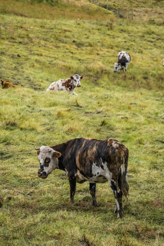 a few cows graze on some grass in the field