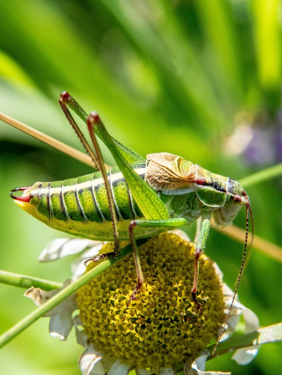 two grasshoppers standing on a white flower next to green leaves