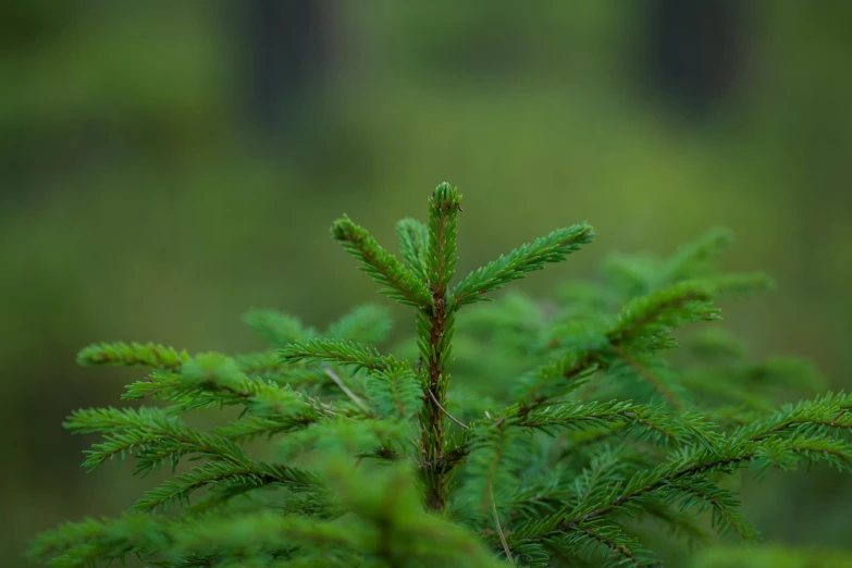 the green leaves of a pine tree