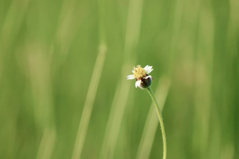 a bee is sitting on top of a flower