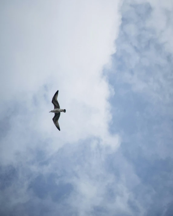 a seagull flying in the blue cloudy sky