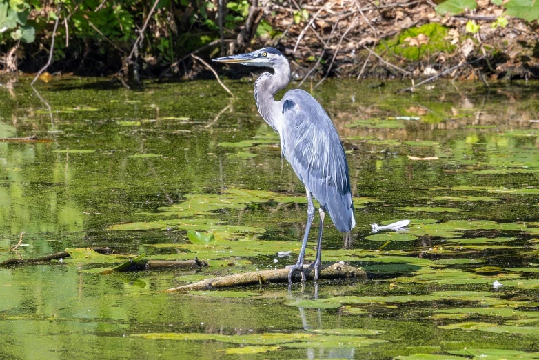 a blue heron stands on the water with its long bill