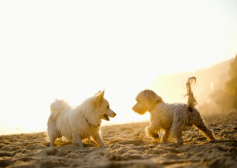 two dogs playing and running in the sand