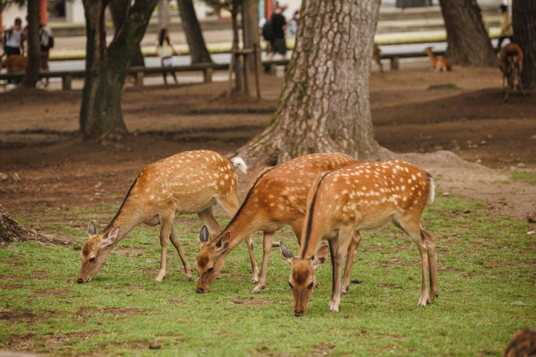 a couple of deer grazing on green grass