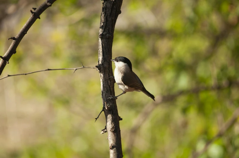 bird sitting on top of a tree limb in the forest