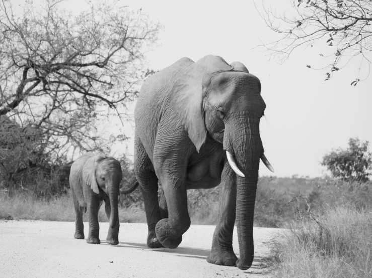 a family of elephants walking across a dirt road