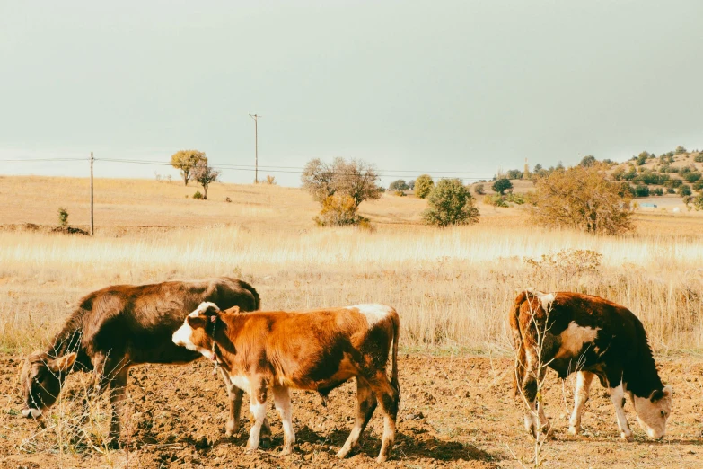 cattle grazing in a large grassy pasture on a sunny day