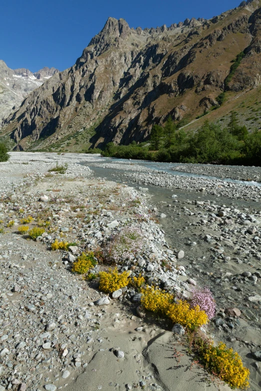 a rocky area is covered by a few flowers