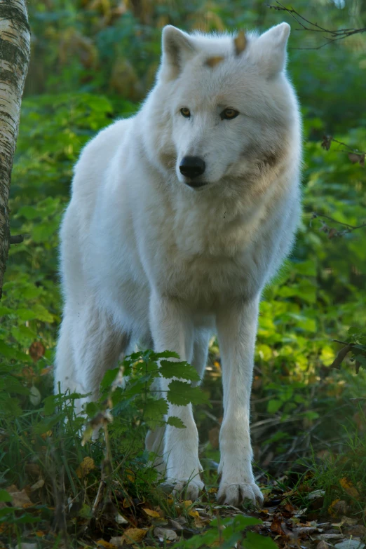 a wolf is standing by itself in the woods