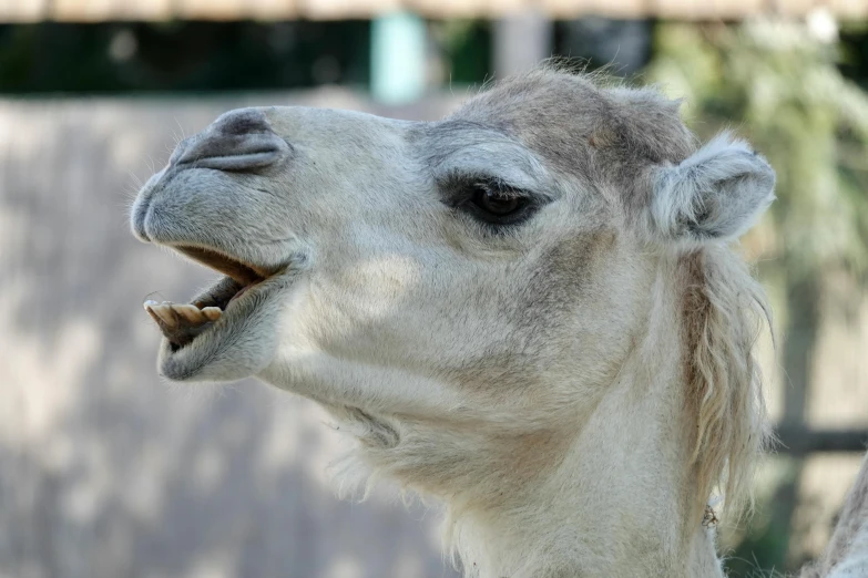 a close up of a very cute looking animal