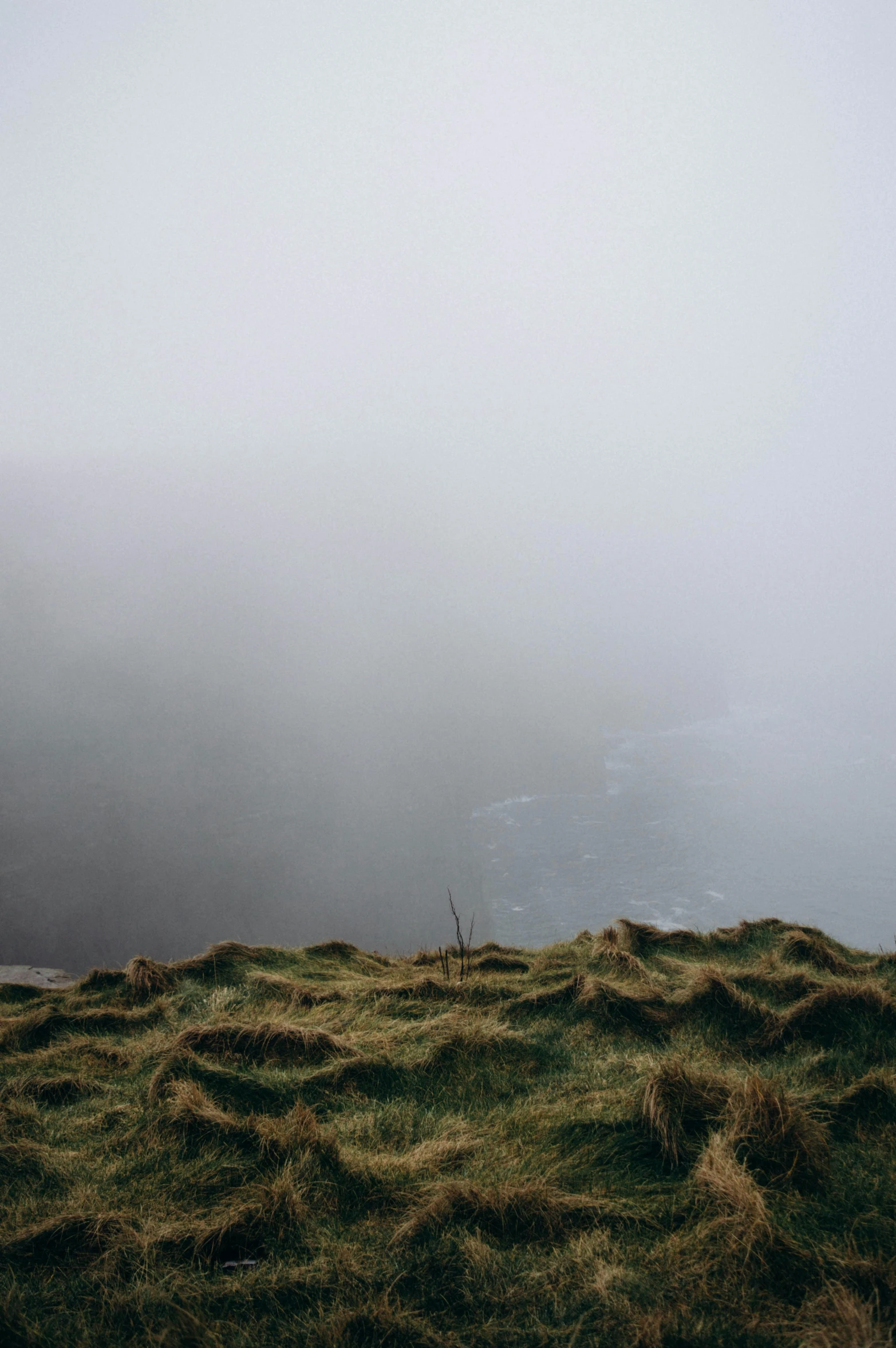 a cow is in the fog alone