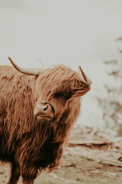 a gy steer with long horns on grass